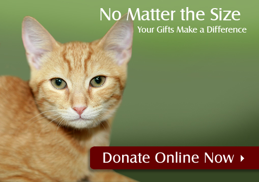 Humane Society Donate Now